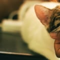 The Best Pet Stores in Los Angeles, CA: A Comprehensive Guide